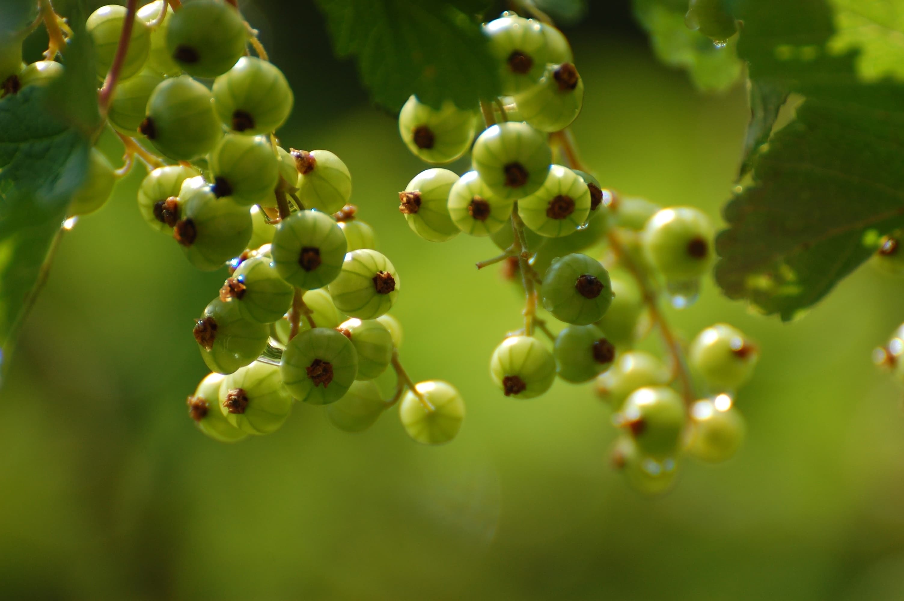 Teknologi penanaman currant, keanehan penanaman dan merawat pokok renek di berbagai wilayah