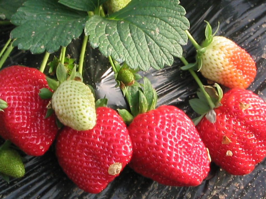 Cara memberi makan strawberi kebun: menu untuk ratu kebun