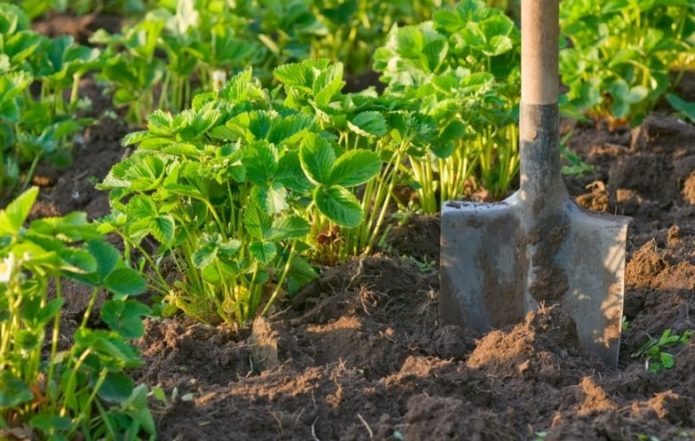 Tanah untuk menanam semula strawberi