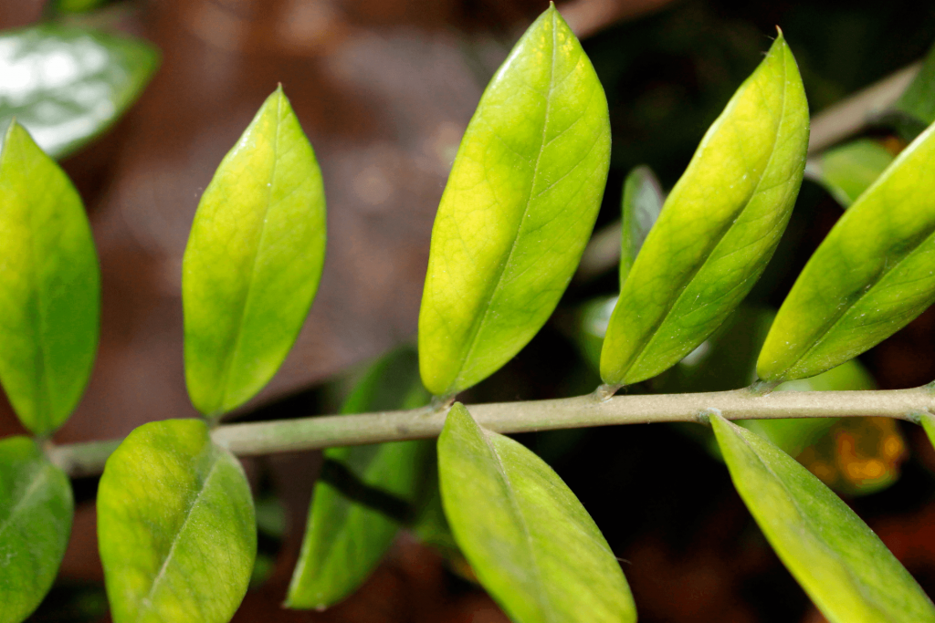 Zamioculcas bertukar menjadi kuning