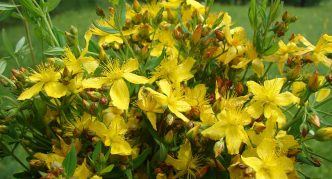 John's wort